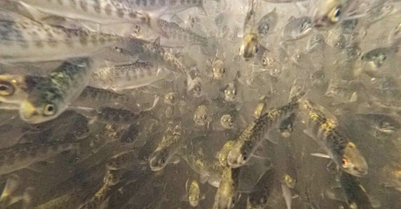 CaliforniaDFW's tweet photo. NEWS RELEASE: CDFW Provides Nearly $36 Million For Projects To Save Salmon And Other California Fish And Wildlife Species