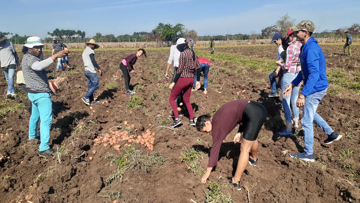 FEU_UCLV's tweet photo. Durante esta semana participamos en la recogida de papa 🥔 en el valle del Yabú. 🚜 Los estudiantes de la #UCLVnuestra también aportamos a la producción. ✊

#SomosFEU https://t.co/Gk4oZQUs0H