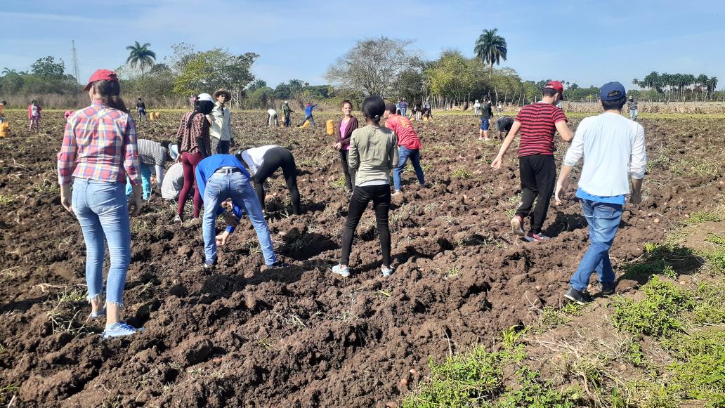 FEU_UCLV's tweet photo. Durante esta semana participamos en la recogida de papa 🥔 en el valle del Yabú. 🚜 Los estudiantes de la #UCLVnuestra también aportamos a la producción. ✊

#SomosFEU https://t.co/Gk4oZQUs0H