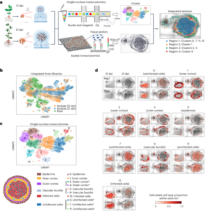 New Brief Comm: "Integrated single-nucleus and spatial transcriptomics captures transitional states in soybean nodule maturation" rdcu.be/c9QDe

The approach identifies a rare cell type that specifically expresses numerous genes required for symbiotic N fixation.