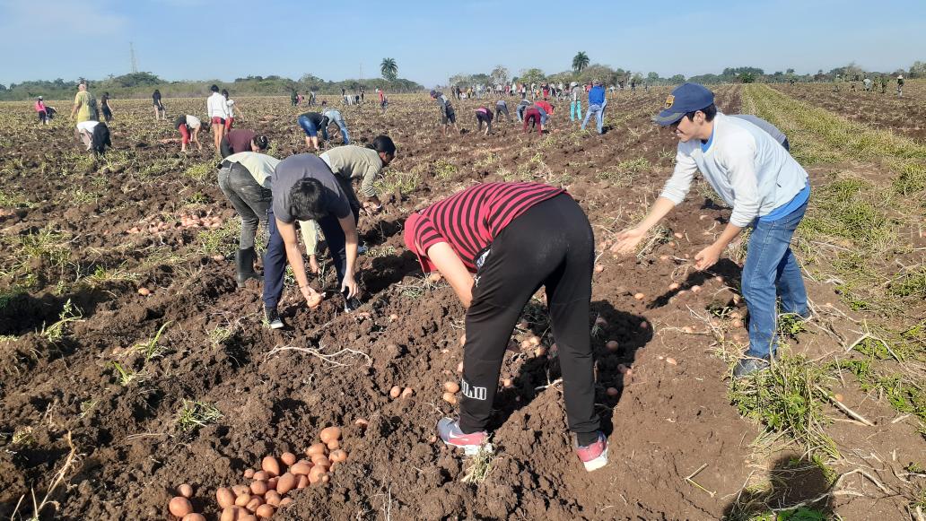 FEU_UCLV's tweet photo. Durante esta semana participamos en la recogida de papa 🥔 en el valle del Yabú. 🚜 Los estudiantes de la #UCLVnuestra también aportamos a la producción. ✊

#SomosFEU https://t.co/Gk4oZQUs0H