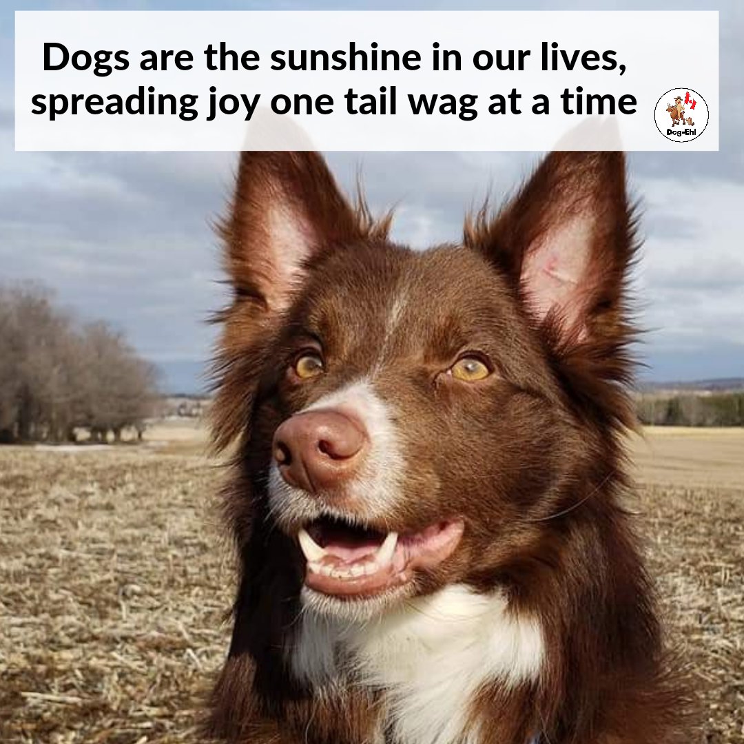 Our very own Winnie brings a ray of sunshine straight into our hearts! 🐾😊  How does your dog make you smile?

#caninesunshine #happydog #waggingtails #doglovers #happypaws #doglove #lifewithdogs #barkhappy #joyfuldogs #dogquotes #dogeh