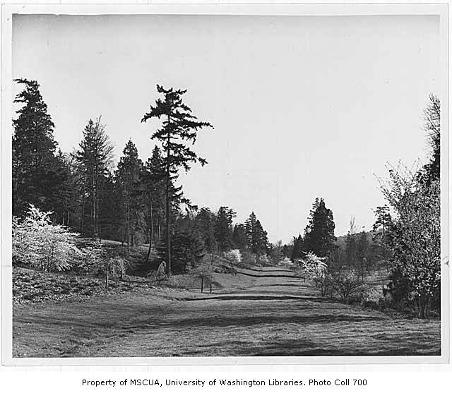 black and white photo of Azalea way with cherry trees being transported