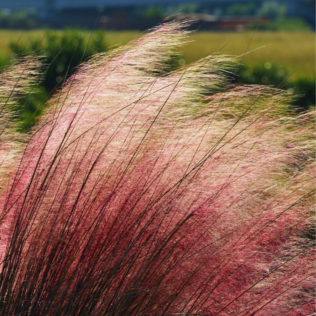 naturehills's tweet photo. Pink Muhly Grass is an easy grass to grow, warm-season perennial grass.π
Shop here: https://t.co/rxAzevzDGa
#grass #springgrass #spring #grow #plant https://t.co/qyJQk01W6q