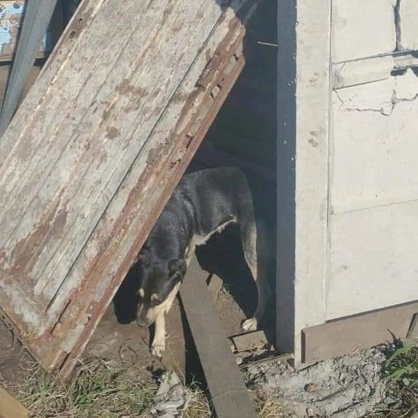 OMFA_Refugio's tweet photo. Destruyeron el refugio..  
Hace 3 dias nos llamaron vecinos para contarnos que atacaron el refugio a mazazos. Todo después que ya pasó porque en el momento "nadie escuchó nada".
Destruyeron parte de la pared nueva, arrancaron la puerta y mataron un rescatado https://t.co/pzxqKn1MCm