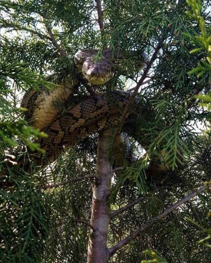 qué haces ahí amiga, baja que te vas a lastimar