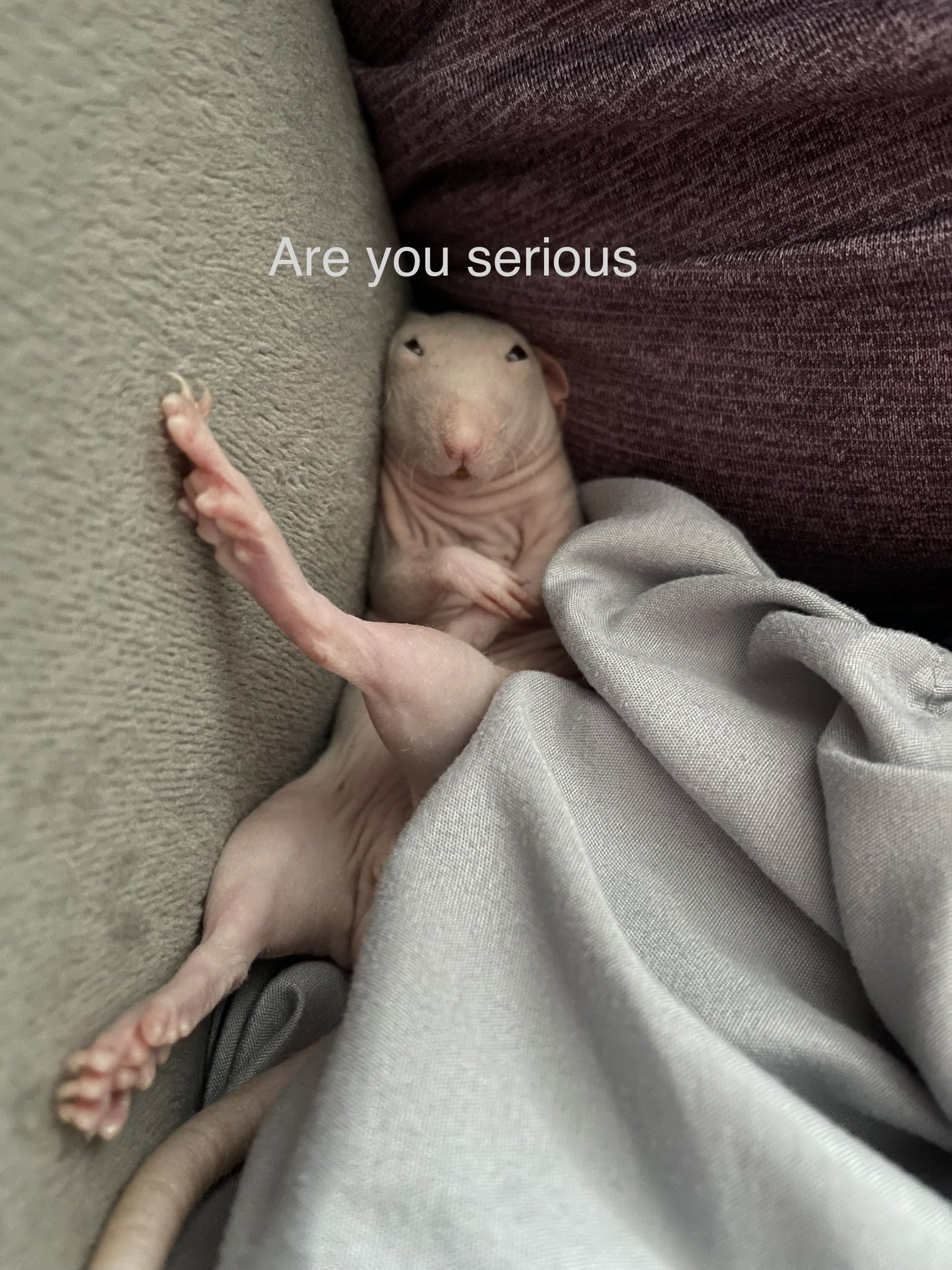 hairless-mole-rat-memes