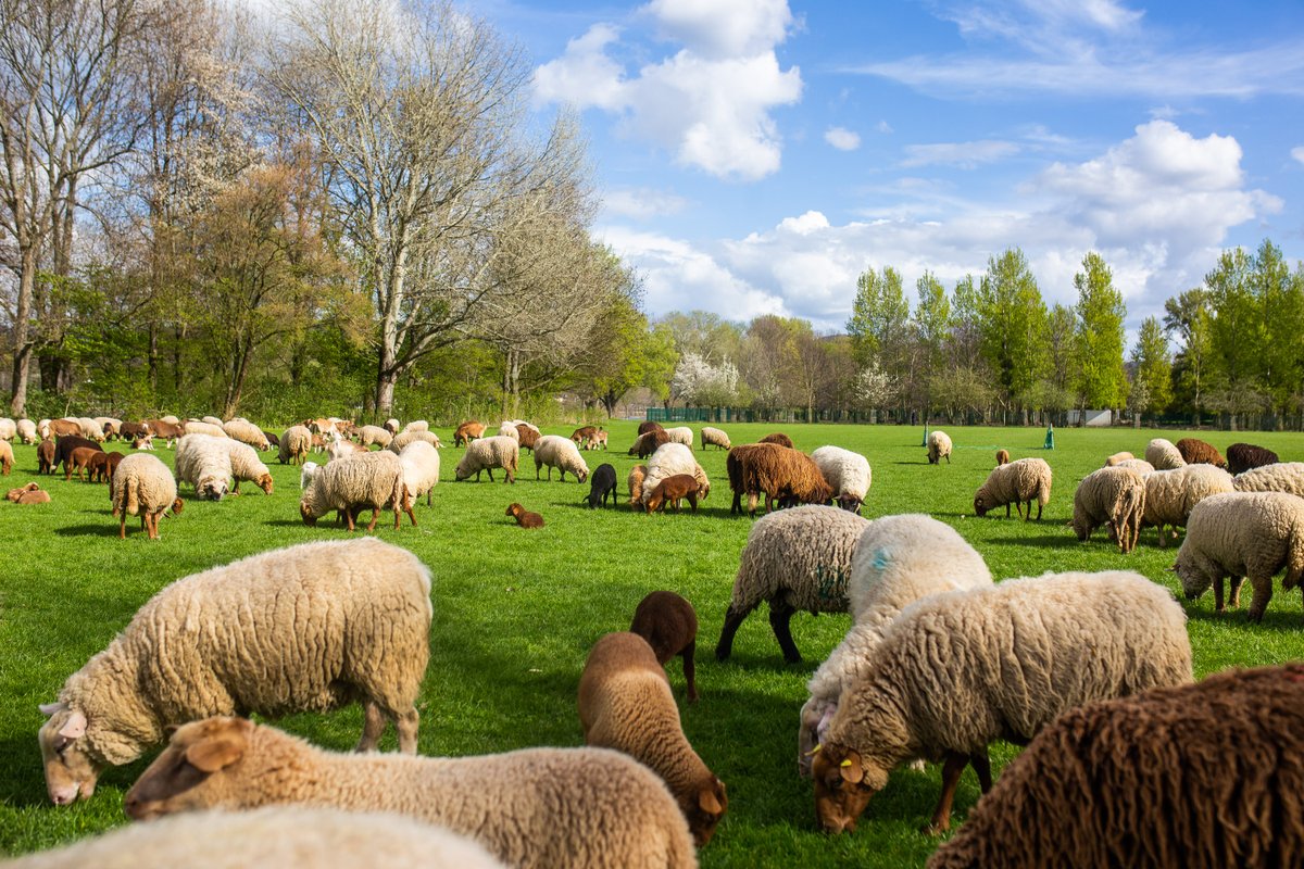 BundesstadtBonn's tweet photo. Nur auf der Durchreise sind aktuell rund 200 Schafe und 20 Ziegen in der Bonner #Rheinaue. Gemeinsam mit ihrem Schäfer legen sie hier einen Stopp ein, bevor es Samstagfrüh dann weiter geht zu einem wichtigen Naturschutzeinsatz im #Ennert. Weitere Infos: https://t.co/fNXdkEtnuR https://t.co/Z6X90yg5FM
