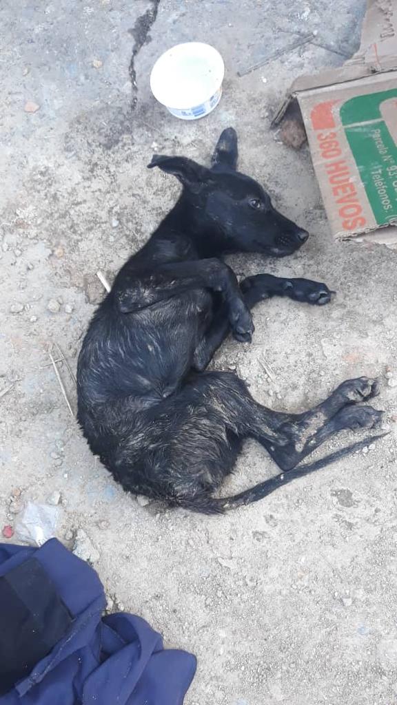 🆘🆘🆘Difundir📢
Urge rescate para Perrito en muy malas condiciones, se queja mucho, Sector Ruperto Lugo, Los Frailes de Catia, Macayapa, en donde está la batea del basurero, favor máxima difusión! 
Contacto 04241837779
