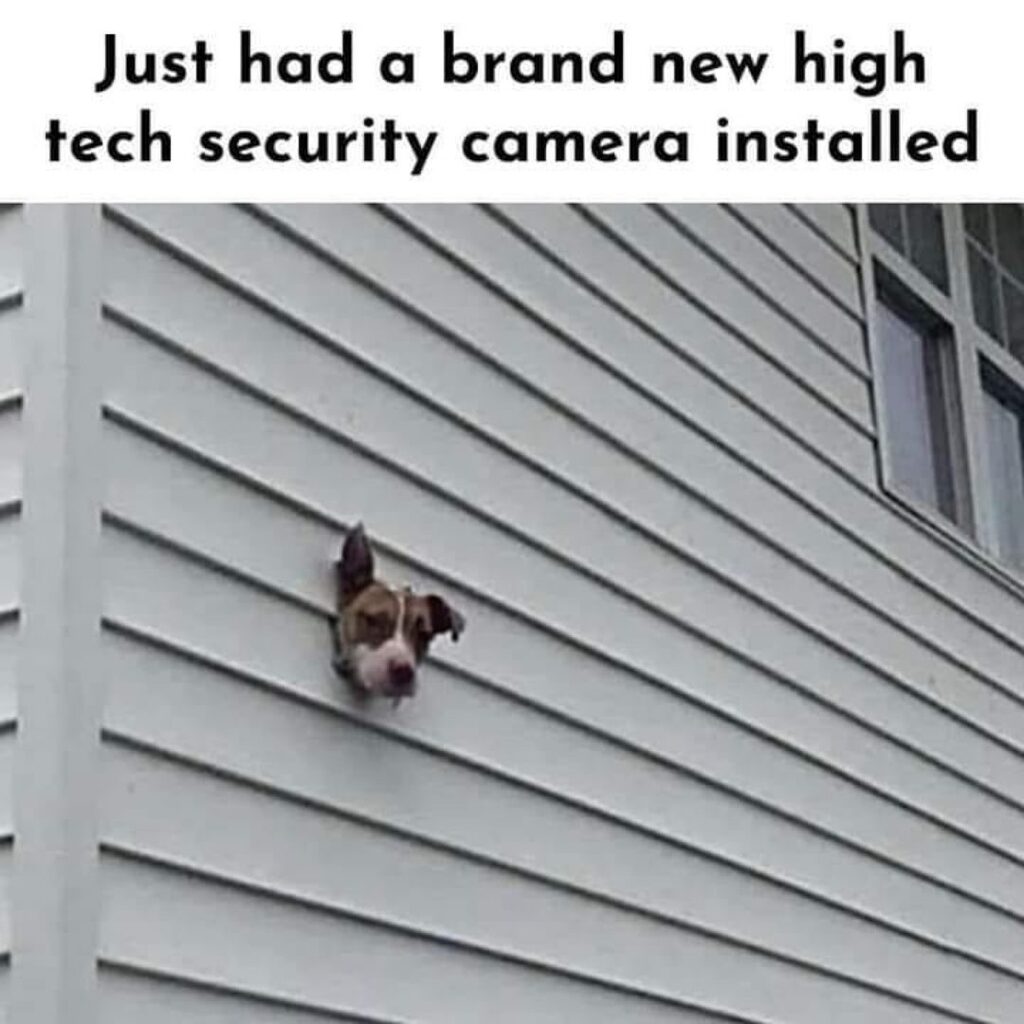 WSDeming's tweet photo. All my alarm system requires is being fed and belly rubs!

#dogsarethebest 

#authorlife #romanceauthor #ldsauthor #ldsromance https://t.co/wjnaUhyI2H https://t.co/QA5BhSn0FE