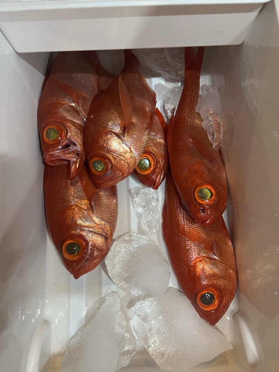 119y_y's tweet photo. 結構前に釣った金目鯛は煮付けとあら汁が最高でした
炙りも良かったな🤔 https://t.co/hFV00bnCw7