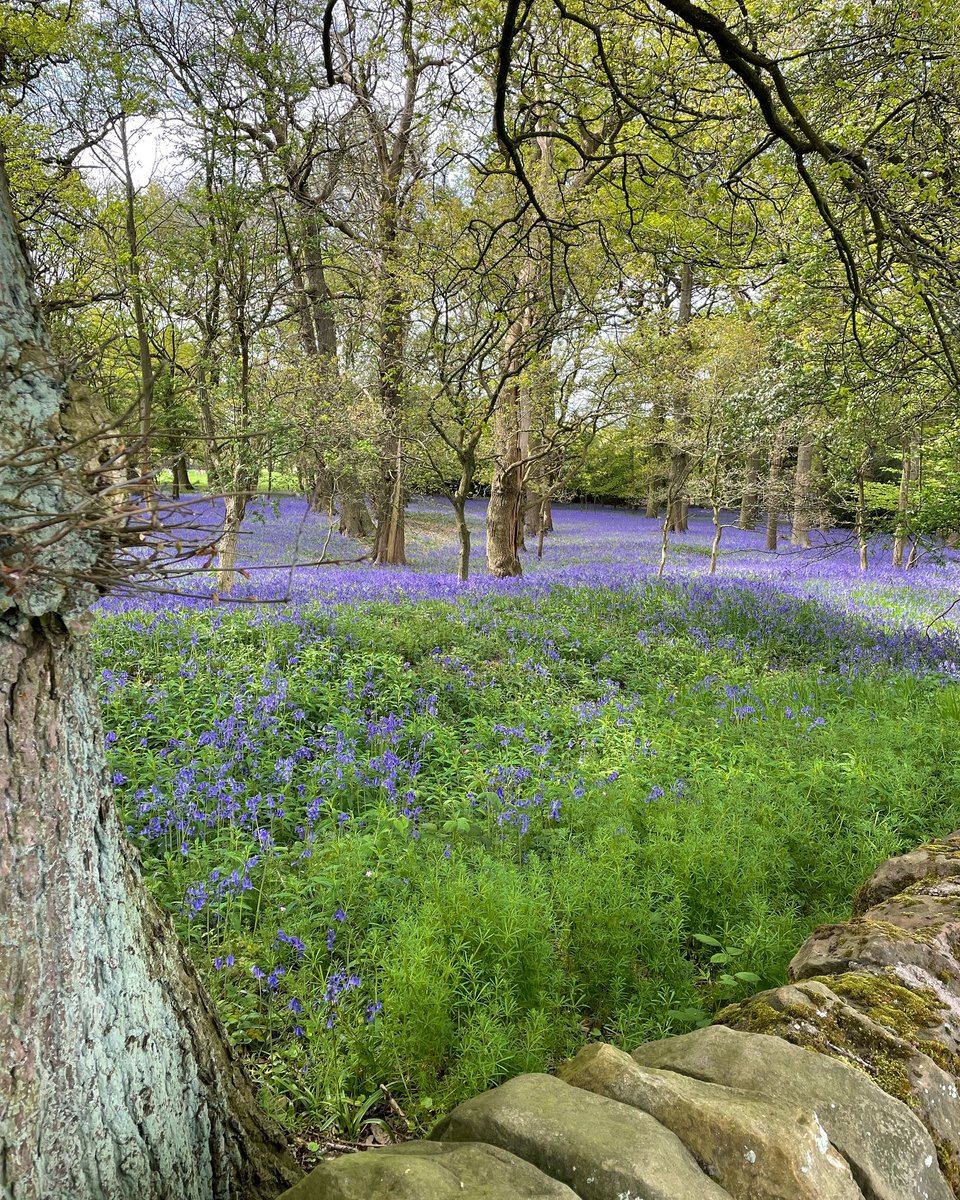 LovelyLocalIndi's tweet image. 12 best places to see bluebells in Derbyshire 💙 lovelylocalindie.com/2022/04/10/blu…