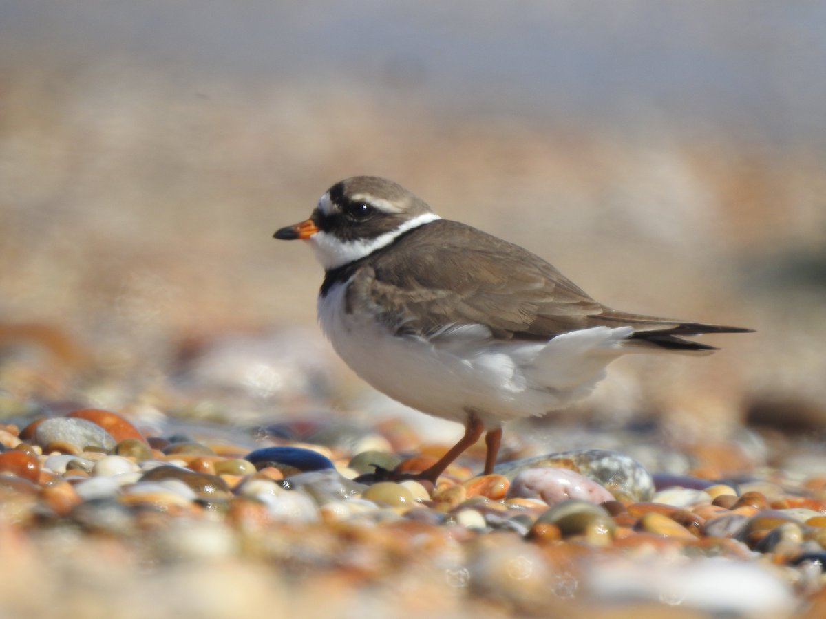 CharletonBirder's tweet photo. Around Slapton Ley today 6 Ringed Plovers, 250 Swallows, 200 Sand Martins ( no House Martins ) and 2 Wheatears. Offshore 2 Great Northern Divers and 3 Sandwich Terns. Photos are Ringed Plover, Rock Pipit and storm clouds. https://t.co/Hs07tLmsTE