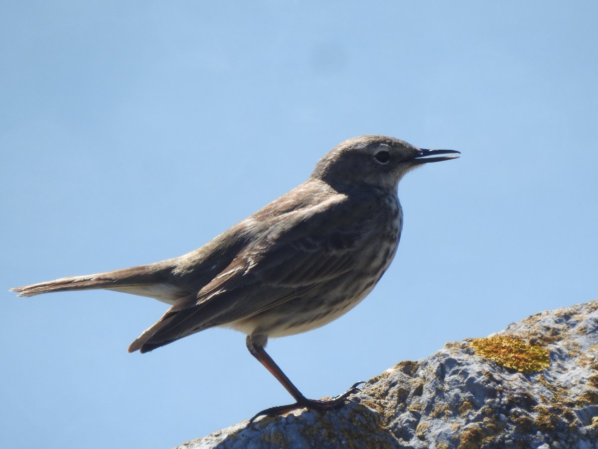 CharletonBirder's tweet photo. Around Slapton Ley today 6 Ringed Plovers, 250 Swallows, 200 Sand Martins ( no House Martins ) and 2 Wheatears. Offshore 2 Great Northern Divers and 3 Sandwich Terns. Photos are Ringed Plover, Rock Pipit and storm clouds. https://t.co/Hs07tLmsTE