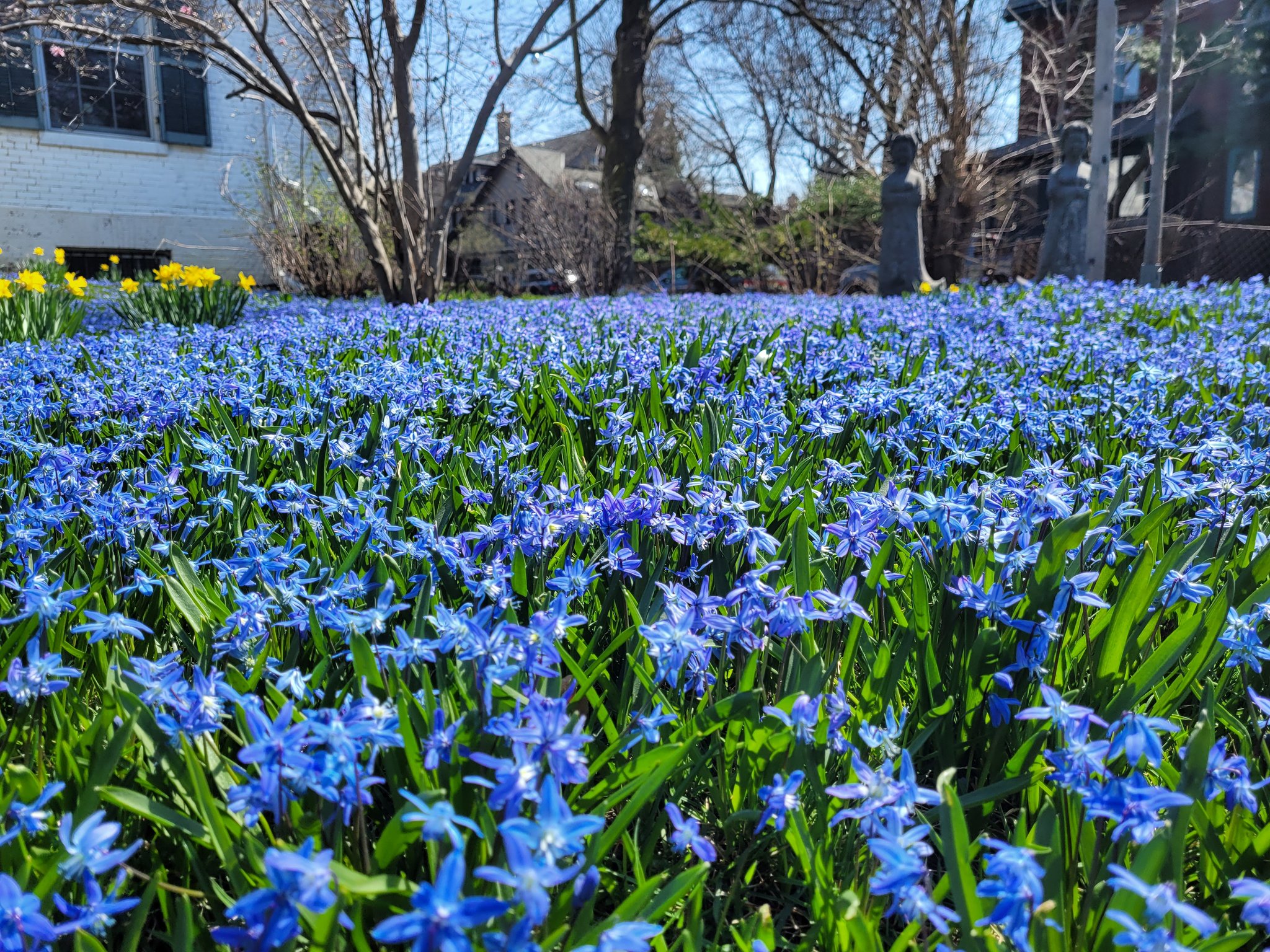 hundreds of siberian squill, a small blue/indigo flower, blanket a lawn in Toronto