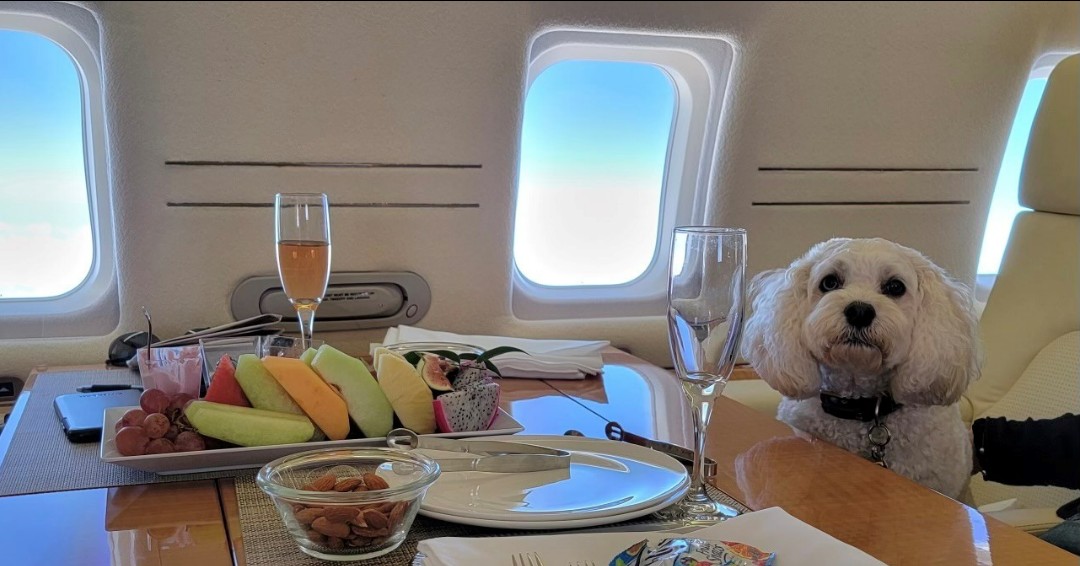 NetJets's tweet photo. Can we get a doggy bag, please? #NetPets
📷 Credit: Pam Africk https://t.co/TtDjJmUYi3