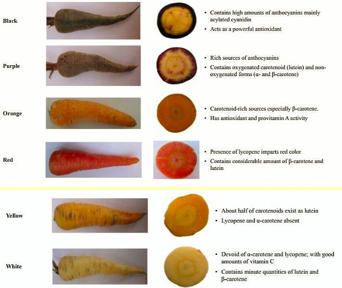 World Carrot Museum 🥕 on Twitter "Different flavour and health