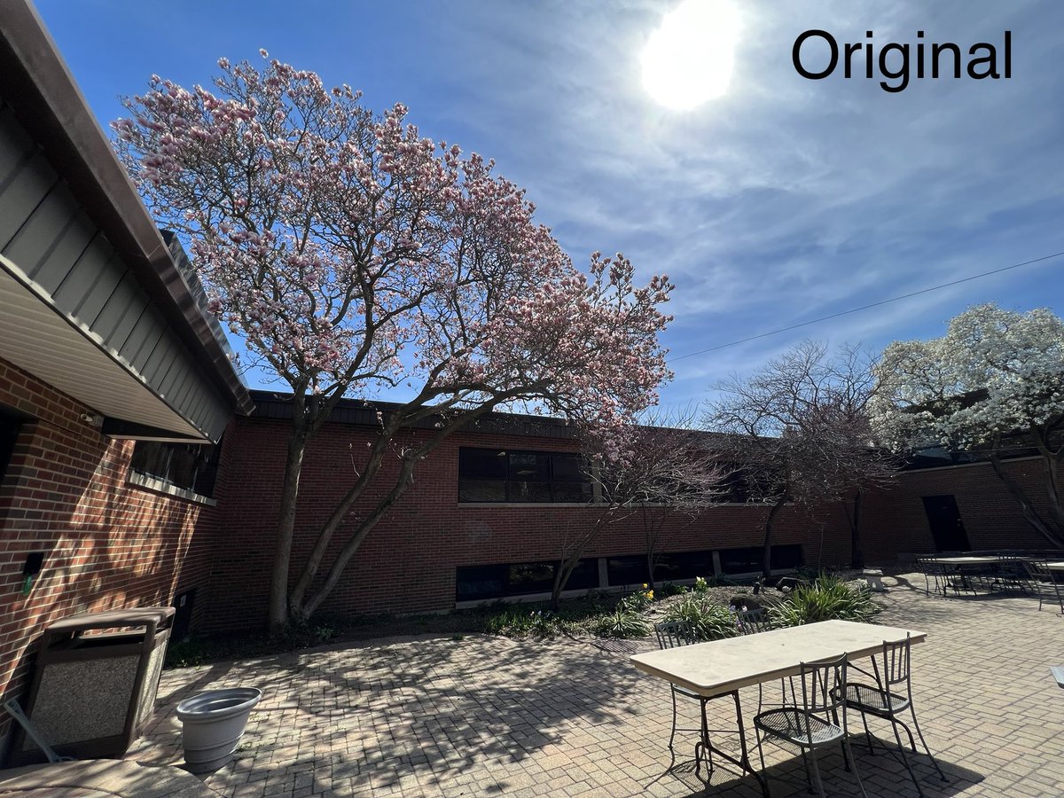 Took a photo of our beautiful magnolia tree <a href="/GreenbriarD28/">Greenbriar School</a> and used <a href="/AppleEDU/">Apple Education</a> Photos app to edit and reflect its true brilliance! #EveryoneCanCreate