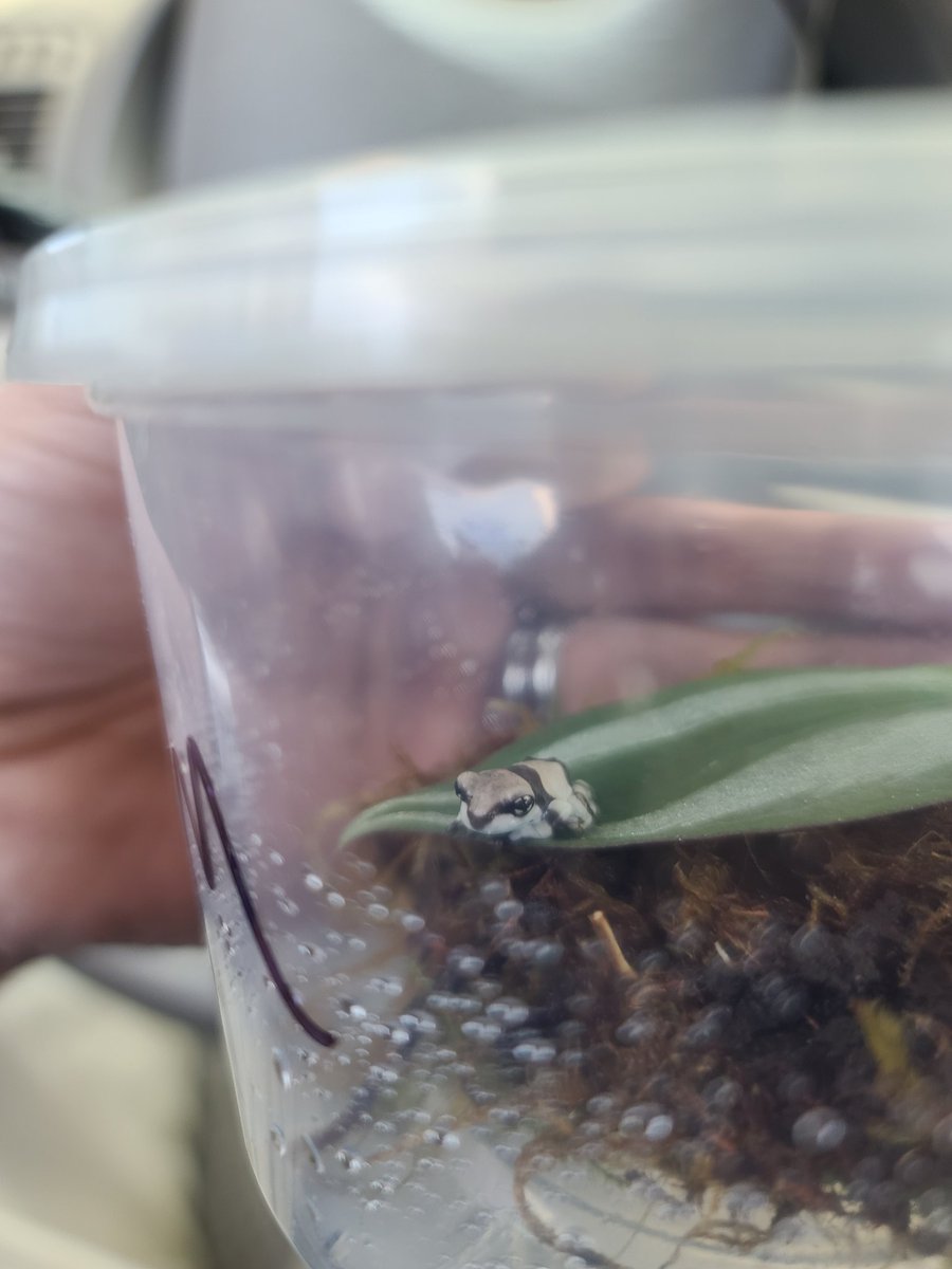 helm969's tweet image. Say hello to Samus, a new addition to my family!