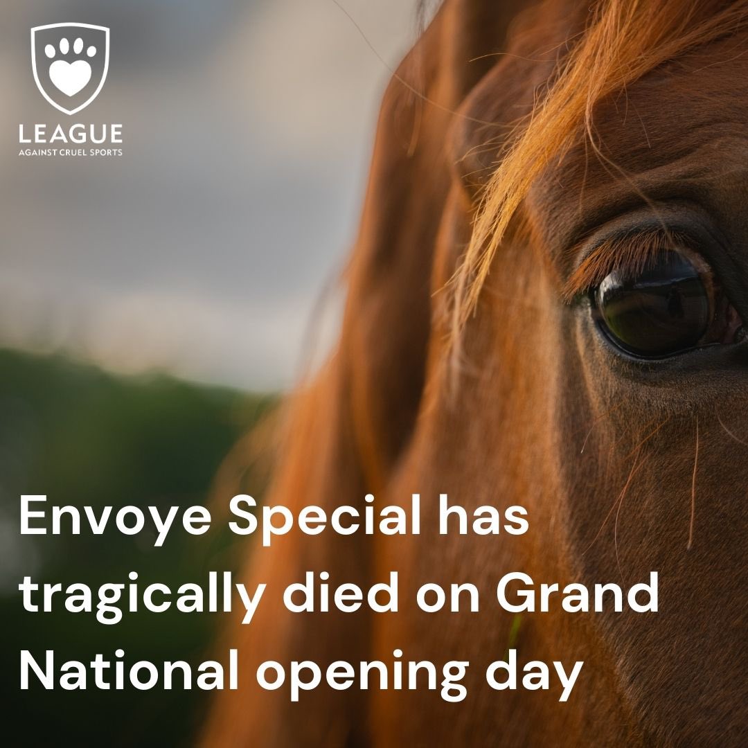 domdyer70's tweet photo. Day one of Grand National Festival &amp; the first horse has already died #YouBetTheyDie https://t.co/TfWm4JDfOO