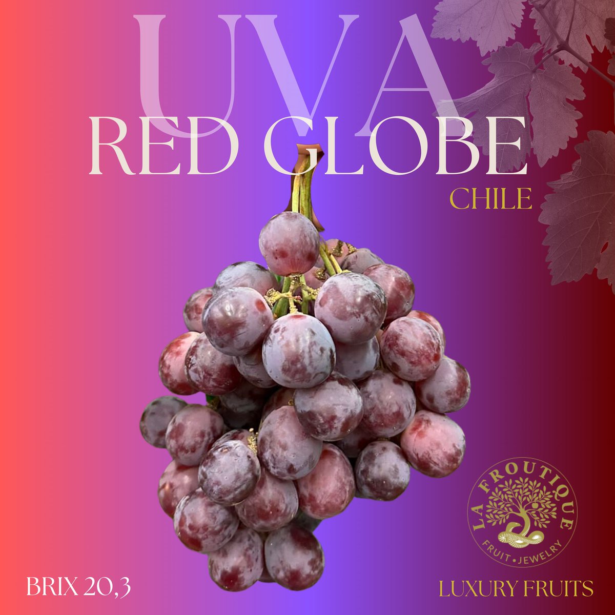 Si buscas un sabor exclusivo, con un brix top y una calidad difícil de superar … Bienvenidos al mundo Red Globe 🍇
.
Directa de Chile, y traída como si fueran Swarosvsky … para que ofrezcas a tus clientes algo muy exclusivo 
.
La Froutique / Hermanos Montes 🌿
