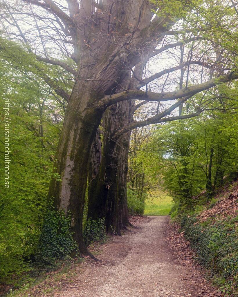 Susanne Hultman tweet media