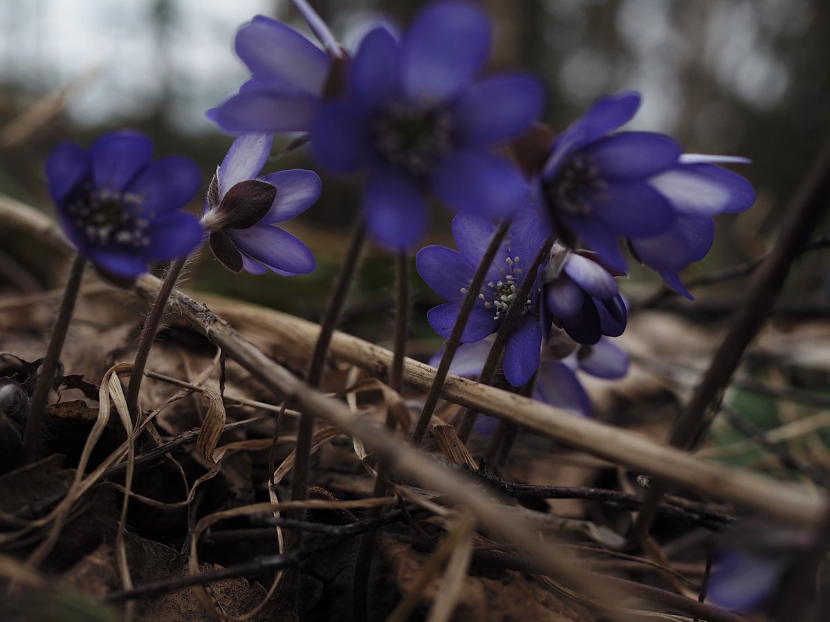 Niin on nättiä nyt lähimetsässä! 💙
