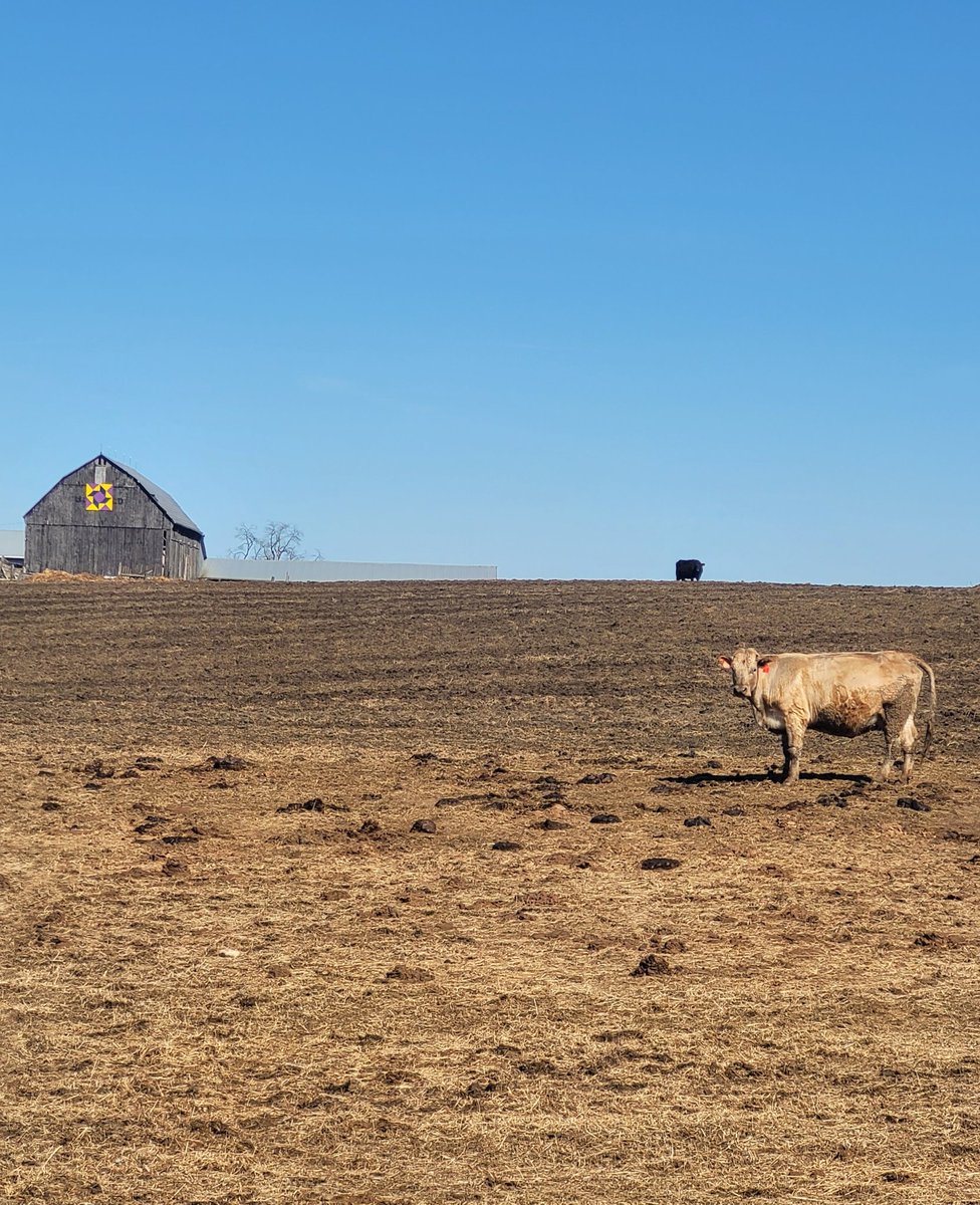 Spring definitely in the air Happy Hot Thursday Folks.

#Beaverton #Brechin #springphotography #countryphotography #nature #barns #Photographer #photography 
 #instascenery #instaphotography #instanature #instapıc #picofthday #photoday #photographylovers