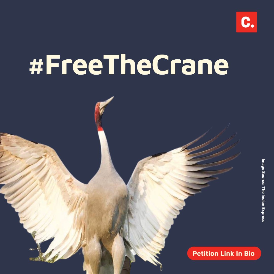 C'mon folks! Need to do more! 

The petition has &gt;4200 signatures!! 
Share it on all your social media FB, WA, Insta, Encourage ppl to sign!
Use this hastag : #FreeTheCrane

change.org/FreeTheCrane