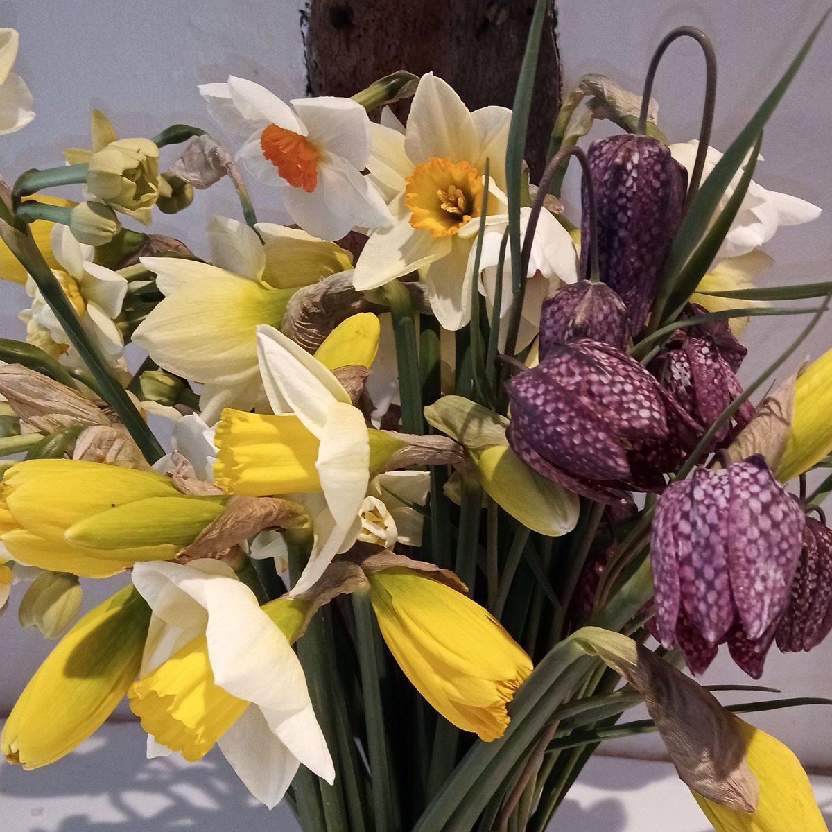 #FarmGrown #daffodils & #fritillaries at #WhiteColne village fair, #Essex, this Saturday morning. 

#grownnotflown #flowerfarm #workwithnature #ecofriendly #buylocal