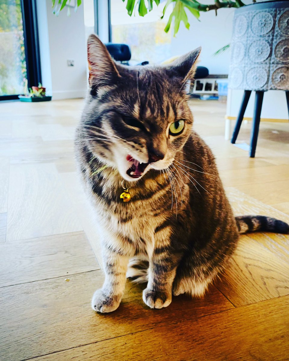 DMaddenwoop's tweet photo. “You got my best side, right?”

“Sure, sure”

#CatsOfTwitter https://t.co/tUEfnD9Ndz
