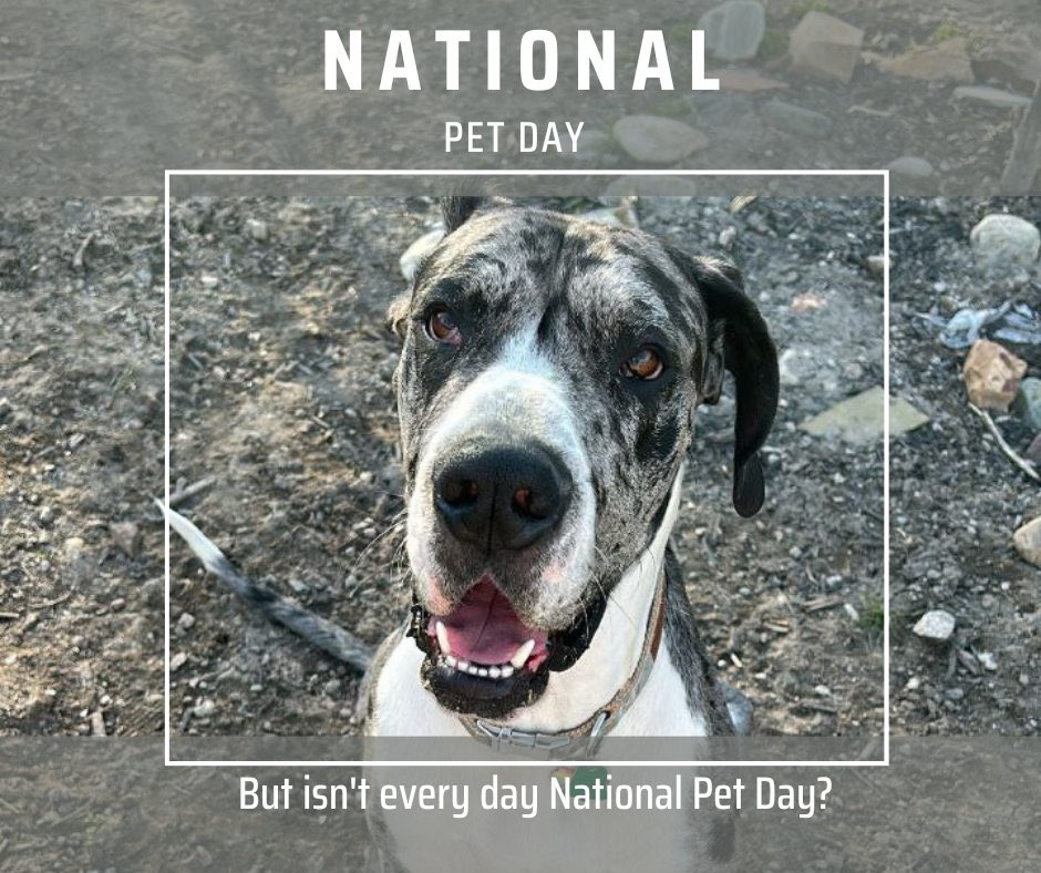 ARCfanHQ's tweet photo. Today is #NationalPetDay!!
Our pets are important to us so they deserve a day! Good reminder to download #RedCross Pet First Aid App this #PetFirstAidMonth. Available on iOS and Android.
Thank you to @RedCrossNevada own Jacob Buck for sharing Gryffin with us for his debut. https://t.co/vsbfyZRVSP