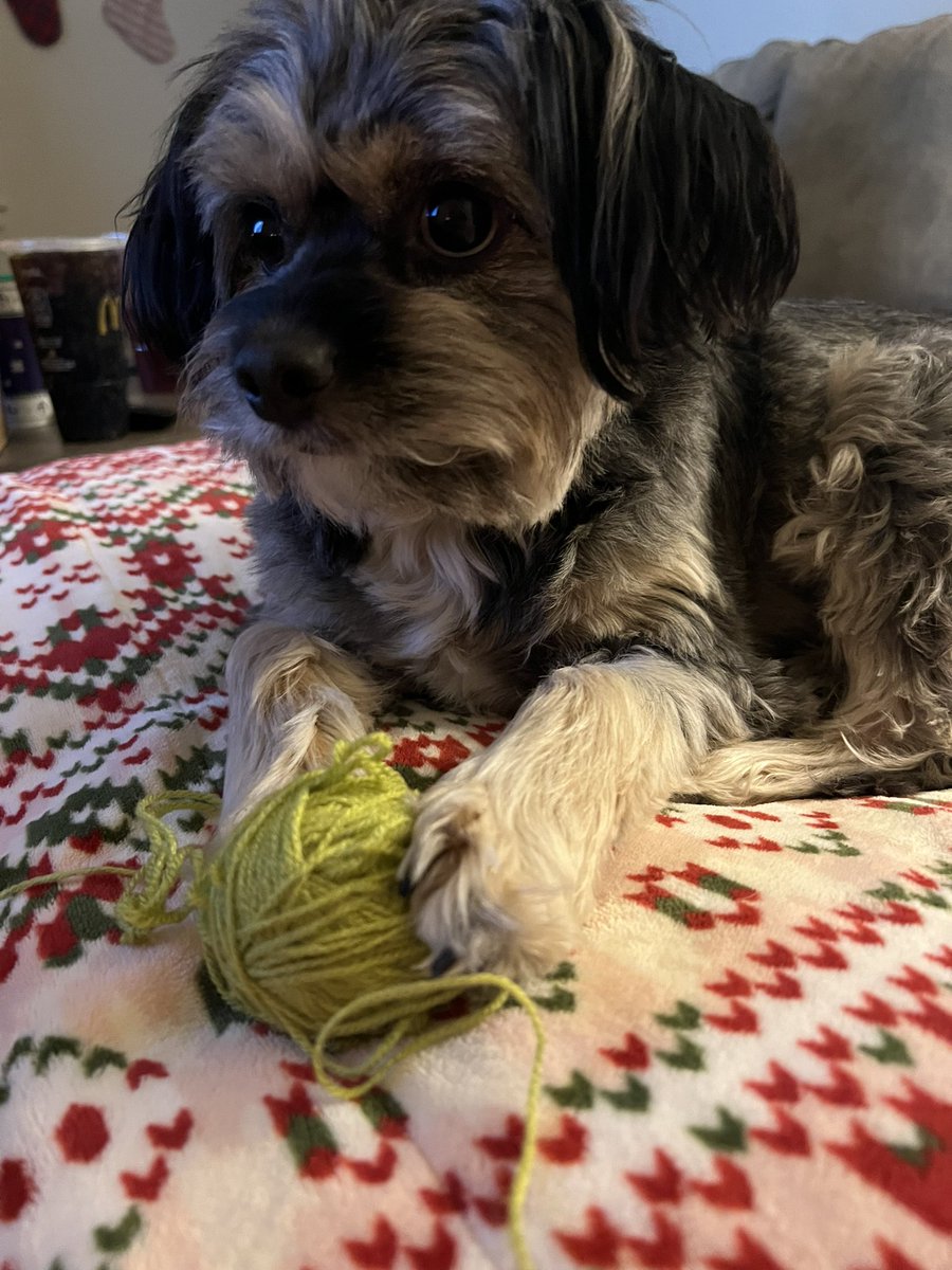 BELLEMARieG's tweet photo. Had a coworker tell me they think Clementine is ugly and I…..what??? Like they genuinely don’t think she’s cute 🥺 https://t.co/Yg5Hciv3cT