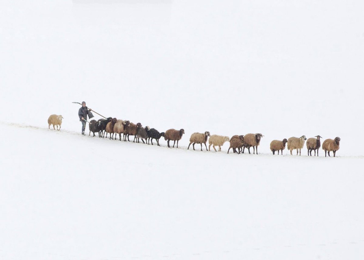 💎💎💎SNOWWAY 💎💎💎

On a winter day, a small shepherd takes the sheep to drink water in a single row on the snow -covered road.

💎Edition : 1/1 
💎Price : 0.50 Eth 
💎 Platform : <a href="/foundation/">Foundation 🌐</a> 

Link Below 👇