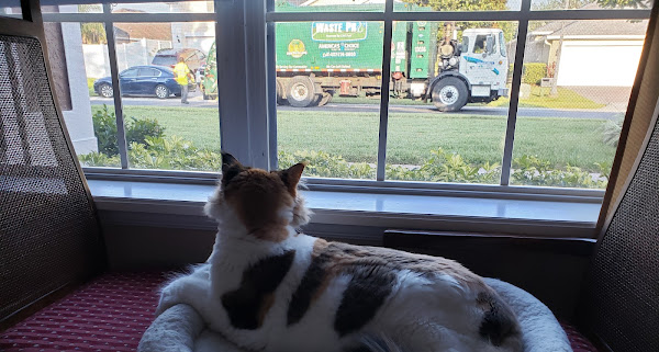 Waste_Pro_USA's tweet photo. It's a tough life napping, eating, and waiting for her favorite #WastePros to collect each week. 🐈🐱‍🏍

#Pets #CollectionDay #WastePro #Community #GoWithThePros #CatLife https://t.co/WftHp8fHit
