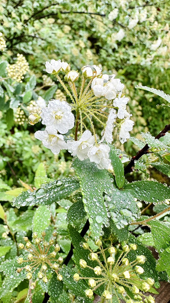 İspirya güzelliği..🤍🕊️(Spiraea × vanhouttei (Keçi sakalı))
