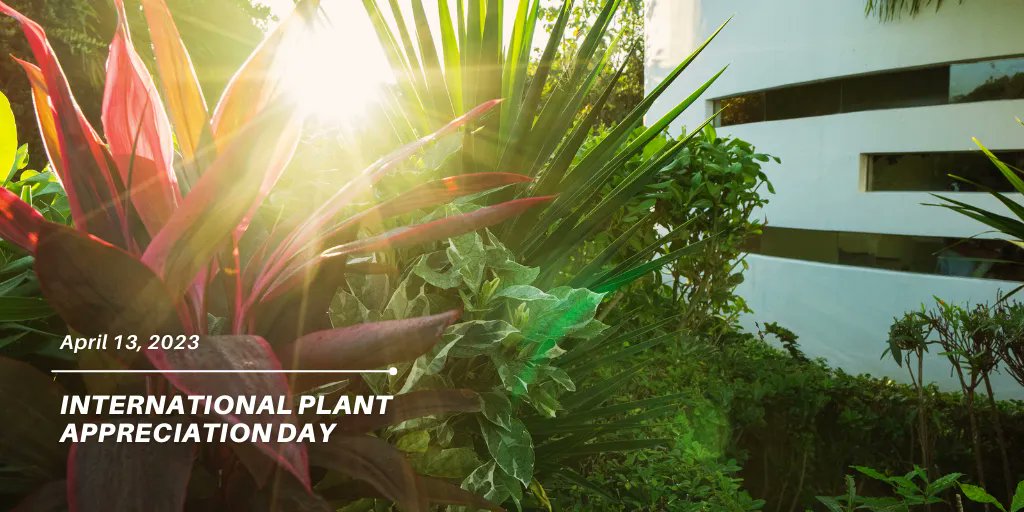 sourgumwaste's tweet photo. Today we celebrate the beauty and importance of plants in our lives. Take a moment to appreciate the greenery around you and remember to treat our planet and its plants with care. 🌿🌱
#PlantAppreciationDay #LovePlants #Sustainability #SourgumWaste #TechnologyForACleanWorld https://t.co/Tgrk8hQ6Db