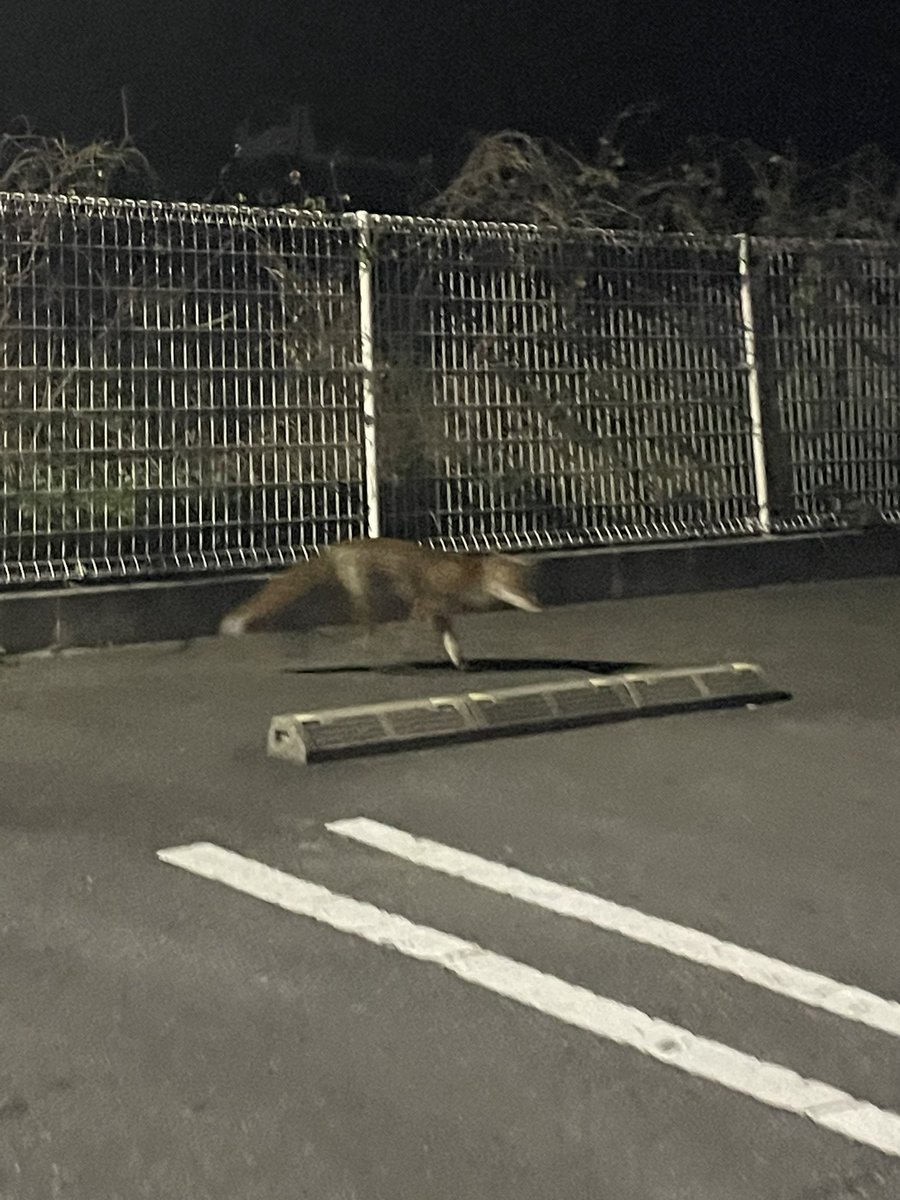 Nan01_07's tweet photo. キツネいたんだけど麻酔矢もモンスターボールもなくて捕まえれなかったわダル https://t.co/fgk3aaTDKY