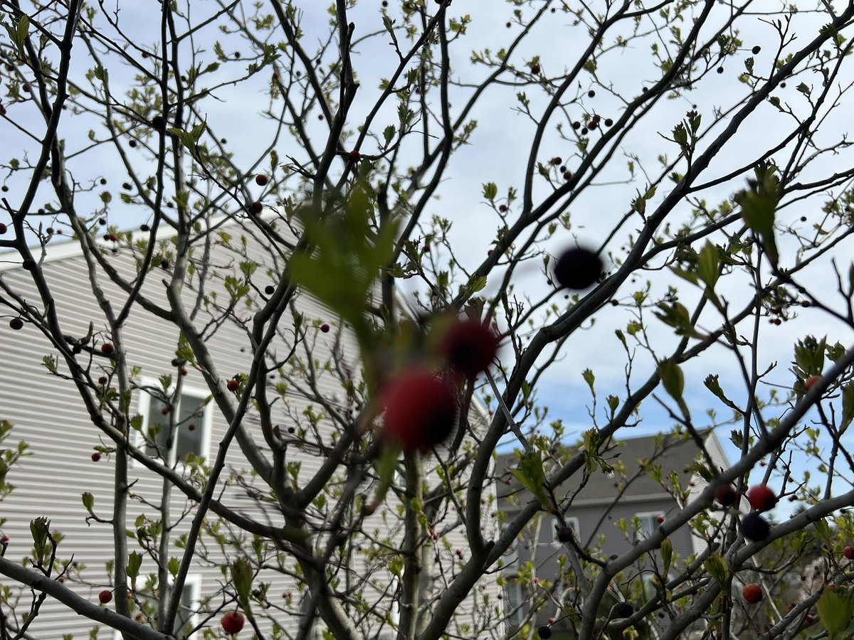 100KSteps1's tweet photo. The 🐦 forgot about this tree during the winter or maybe there was enough food elsewhere… has the bird pop shrank #FridayLite https://t.co/eGMWG414wm