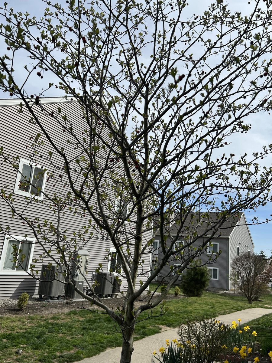 100KSteps1's tweet photo. The 🐦 forgot about this tree during the winter or maybe there was enough food elsewhere… has the bird pop shrank #FridayLite https://t.co/eGMWG414wm