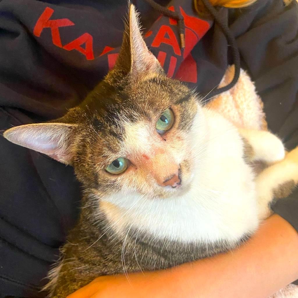 CityDogsRescue's tweet photo. Gaze into #adoptable Cleo's gorgeous eyes while she reads your palm: She sees an affectionate cat, making herself at home in your home. Cleo sees herself, cuddled up next to you, her new best friend! #adoptCleo today! https://t.co/xQetA1iktP https://t.co/zMPl5UKqJu