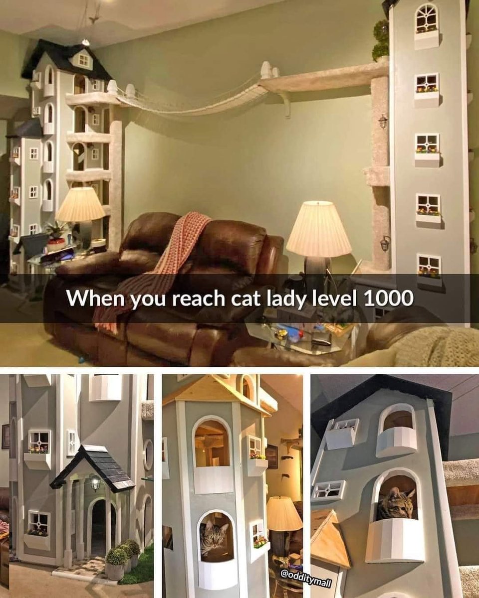 BSwirlsi's tweet photo. If I ever won Crazy Lotto Money...I would have the sickest Cat Rescue in Canada. #CatLadyGoals https://t.co/FYA92mcPqa