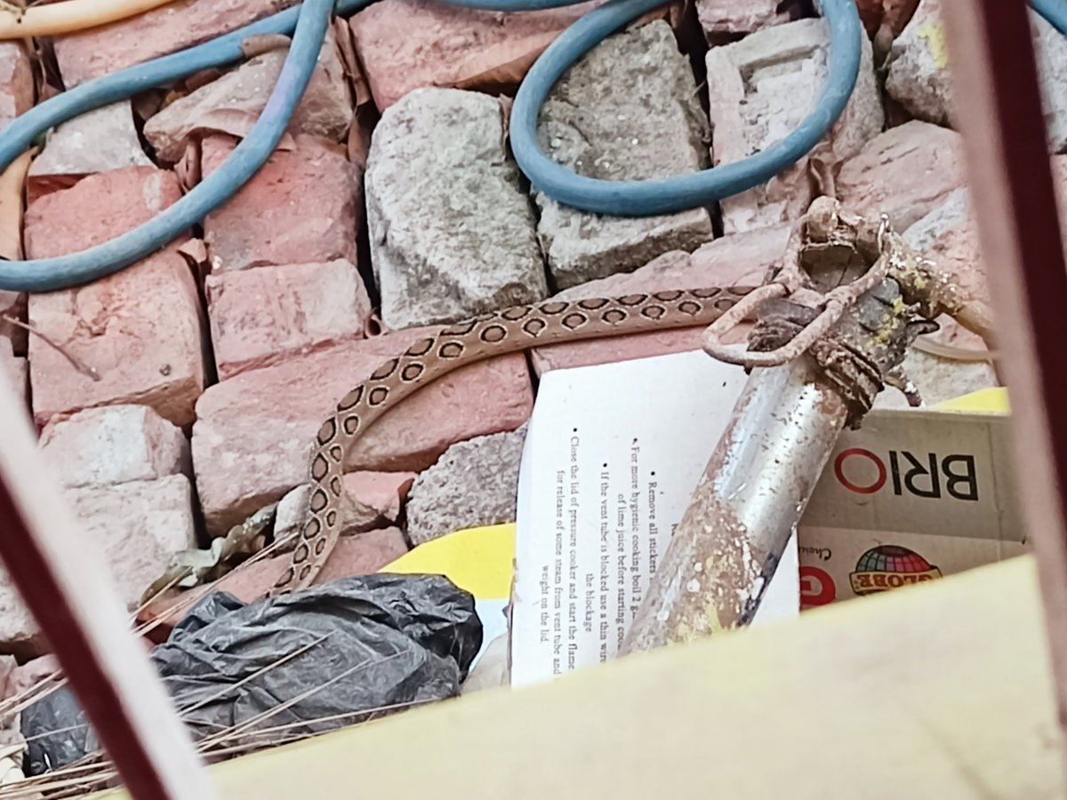 AKkr0221's tweet photo. Big Russell Viper In My House I Am Trying To Reach Forest department Purnea Bihar But They Are Not Responding... Kindly Help🙏🏻 @dmpurnea @ForestBihar @dfopurnea @MrBhaskarBharti https://t.co/kjYBb7HBjI