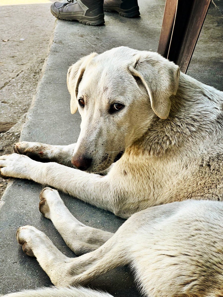bobbydevito's tweet photo. โPlease give the dogs momos occasionallyโ is peak Lama Zopa ๐ถ
Current Tushita puppies crew @FPMTInc @LamaZopa #lamazopa https://t.co/ujTrPICyGv