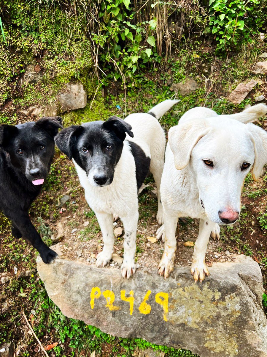 bobbydevito's tweet photo. โPlease give the dogs momos occasionallyโ is peak Lama Zopa ๐ถ
Current Tushita puppies crew @FPMTInc @LamaZopa #lamazopa https://t.co/ujTrPICyGv