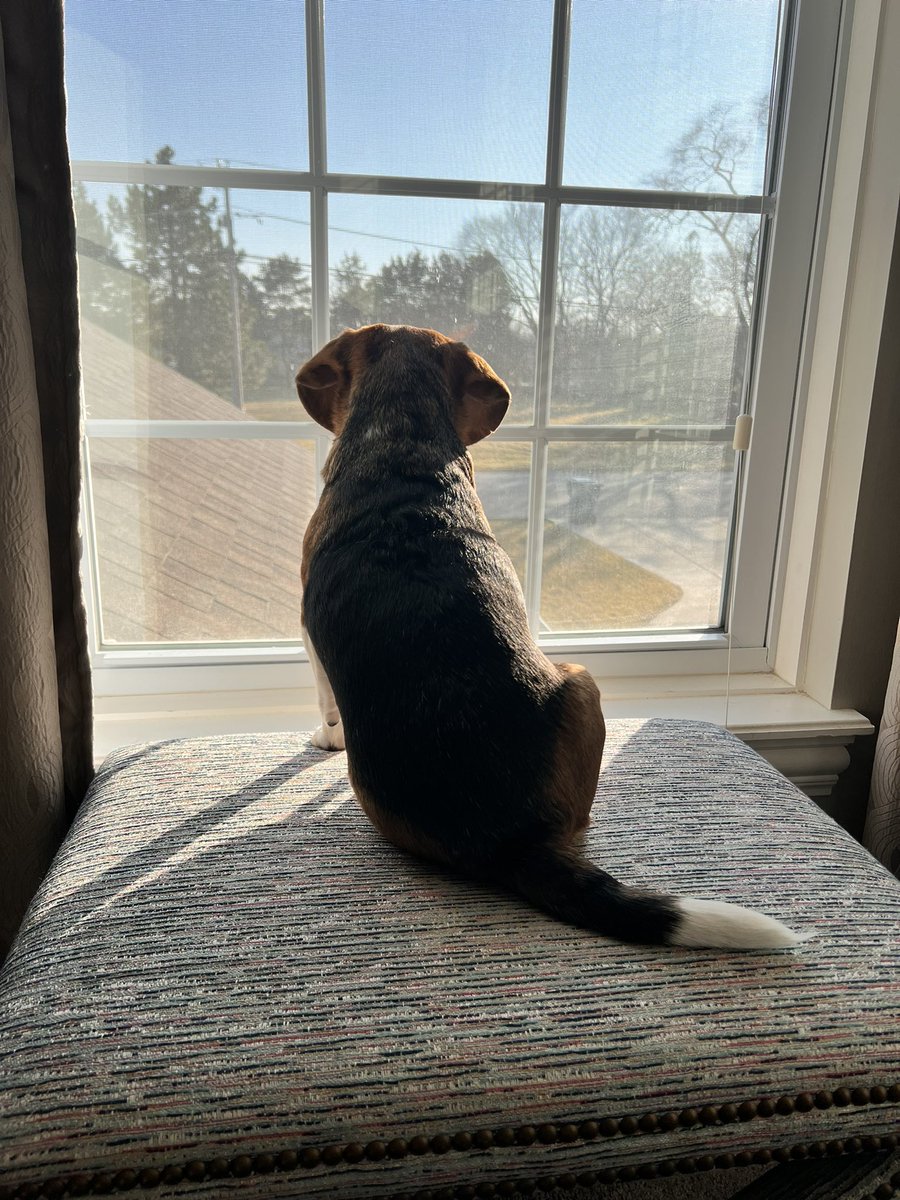 Contemplating life’s goals.  #trappertweets #DogsofTwittter #beagle #Food #sleepy #Dog