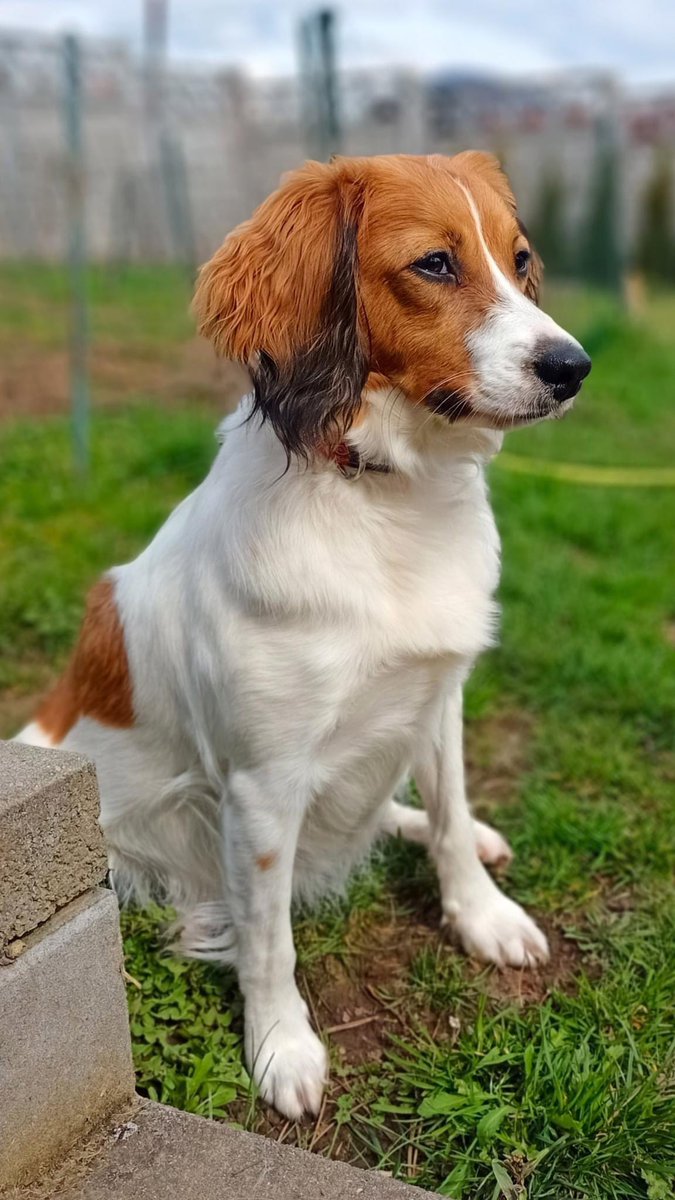 saroivan tweet picture