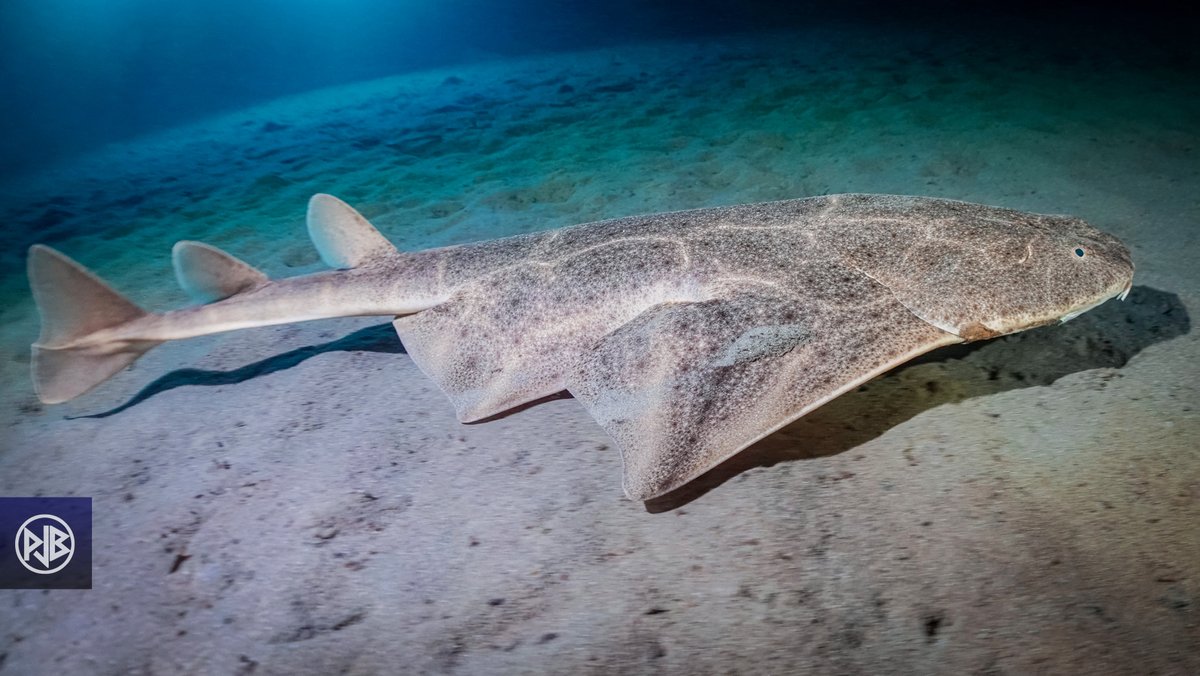 WWF_Med's tweet photo. Corsica is the last refuge for the critically endangered angel #sharks in French Med. @UnivCorse @CRPMEMCORSE & WWF have joined @angelshark2014 and launched the Angel Shark project Corsica to learn more about the species and protect it, thanks to support by @SharkRayFund & #FEAMP https://t.co/WYIOMlsrIm
