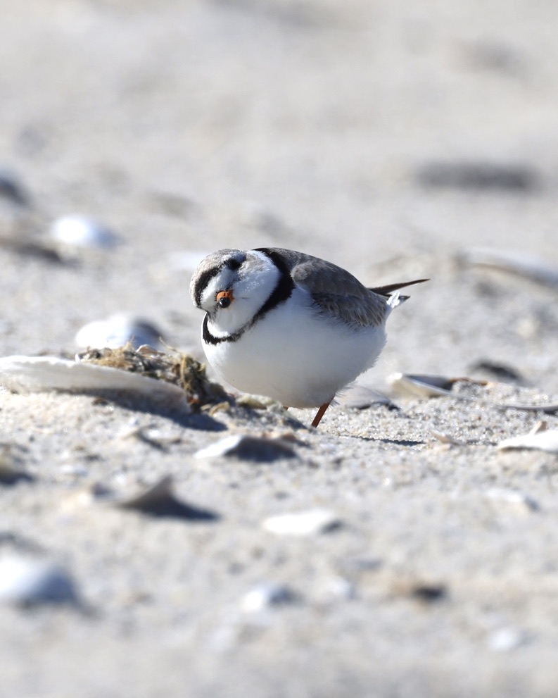 A reminder that Piping Plovers are adorable birds. They've returned to their breeding grounds at ocean and lakeside beaches. #ShareTheShore #WhichMeansLeashYourDogsPlease #AndFollowAllTheSignsAboutPetsOnTheShore