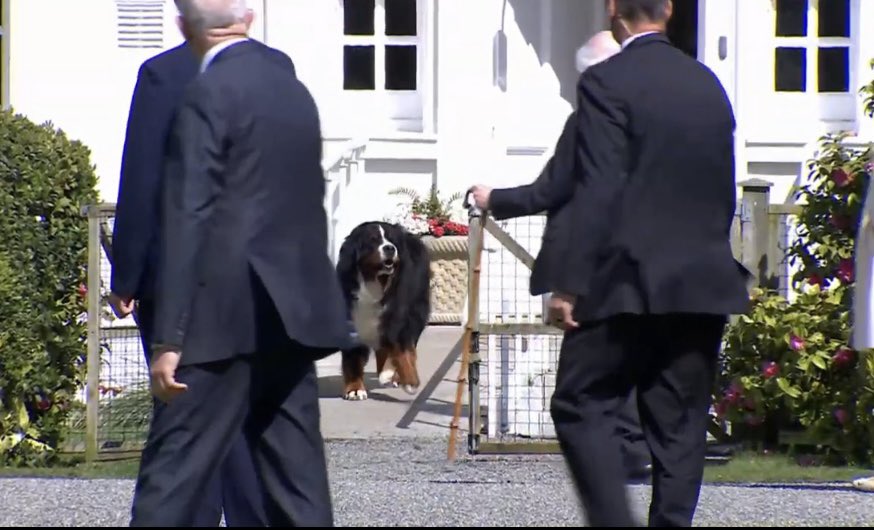 TG4TV's tweet photo. CÉ THÚ FÉIN ANYWAYS...? 🐶🐾

📸Irish Mirror https://t.co/pNrjO3Ajfb